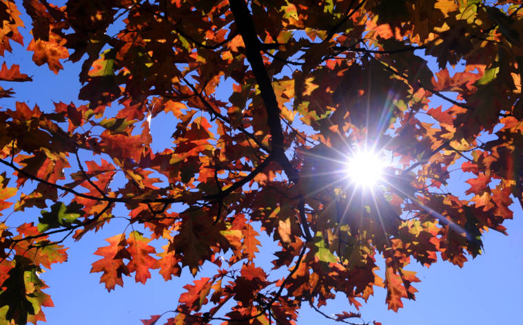 Herbstfarben erhellen Locarnos Hausberg