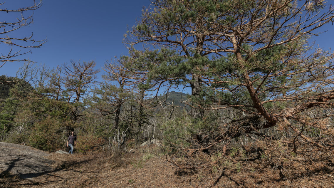 Bosco-Maia-Arcegno-36573-TW-Slideshow.jpg