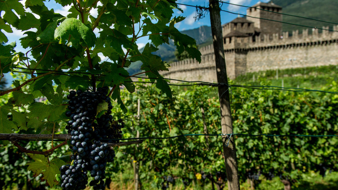 Castello-di-Montebello-36498-TW-Slideshow.jpg