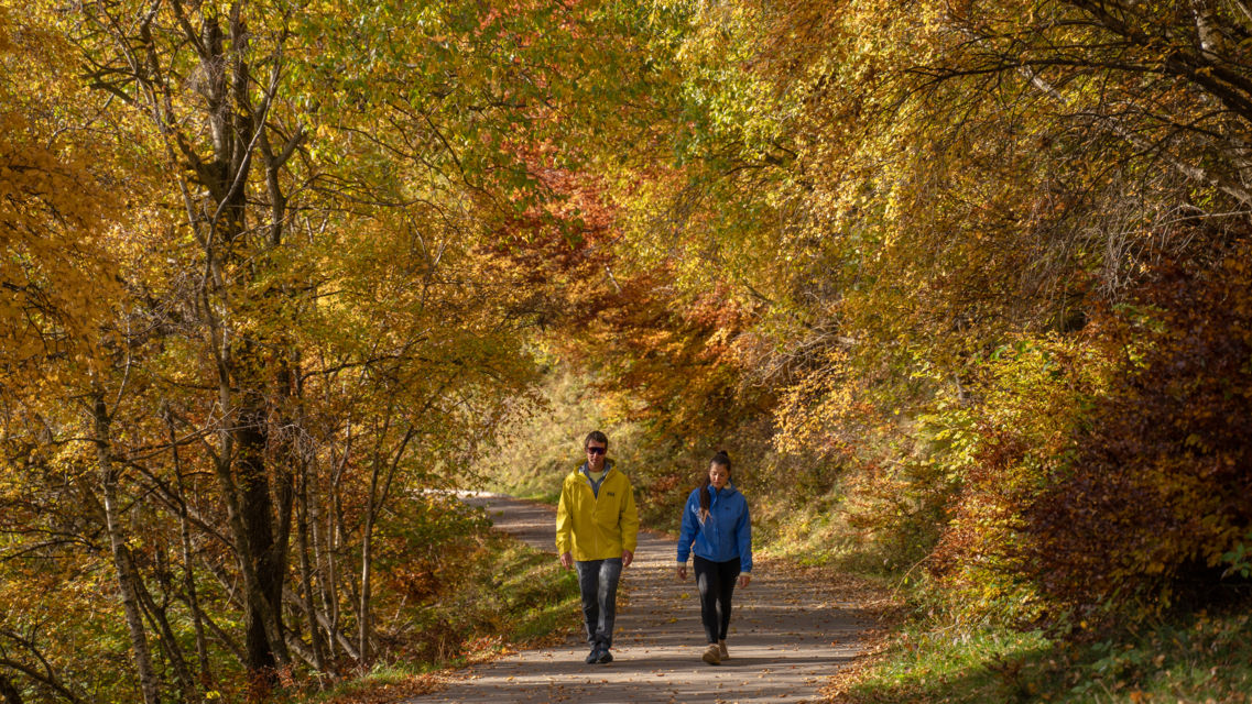 Escursione-autunnale-nel-bosco-Monte-Tamaro-36526-TW-Slideshow.jpg