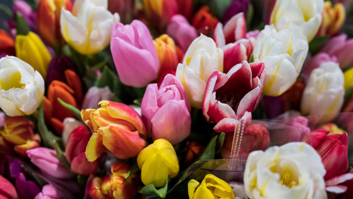 Fiori-tulipani-30654-TW-Slideshow.jpg