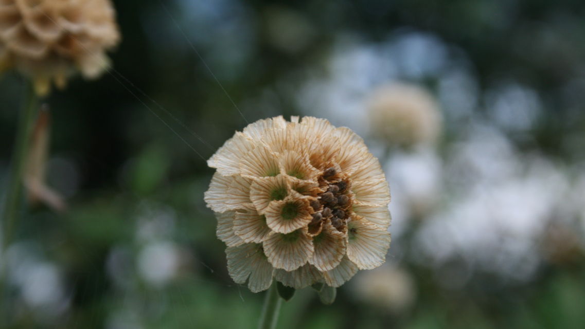 Isole-di-Brissago-Botanica-10863-TW-Slideshow.jpg