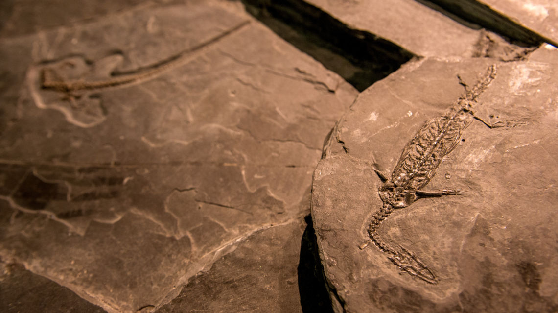 Museo-dei-fossili-26824-TW-Slideshow.jpg