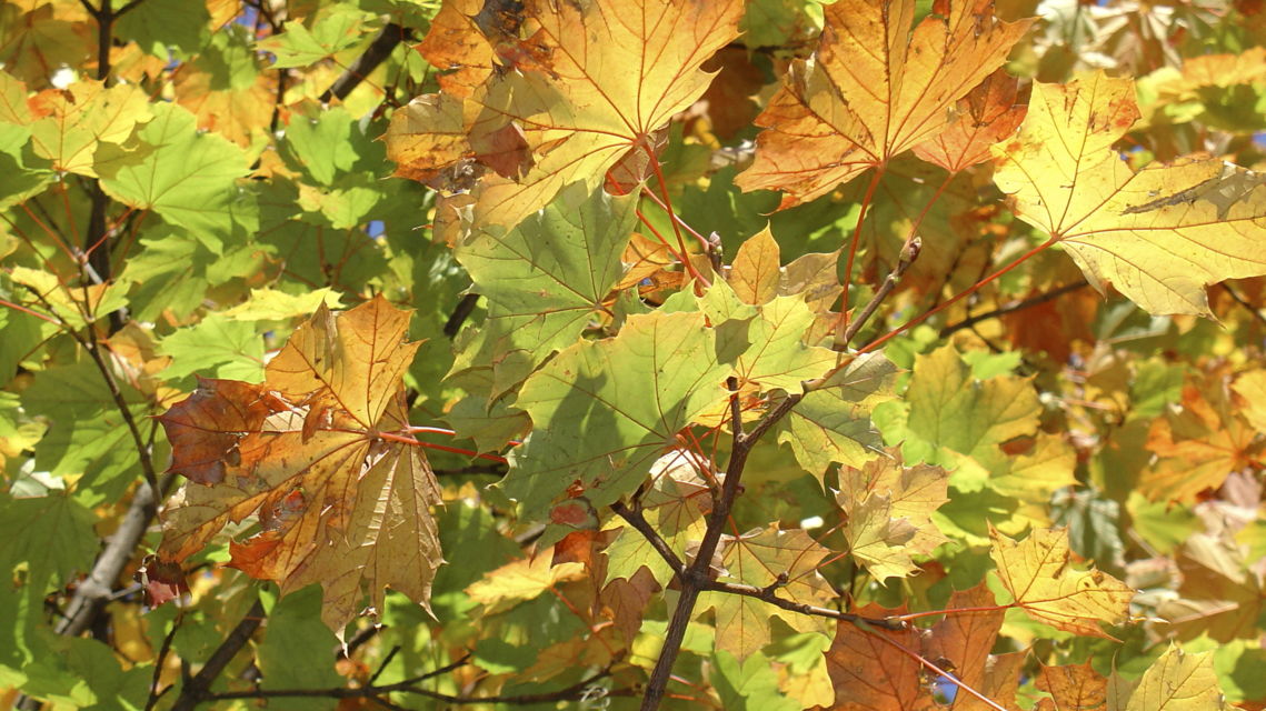 Natura-Foglie-d-autunno-3942-TW-Slideshow.jpg