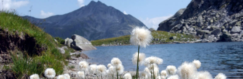 Passo-del-San-Gottardo-Laghetto-D-Orsino-fiori-12476-TW-proposta-1.jpg