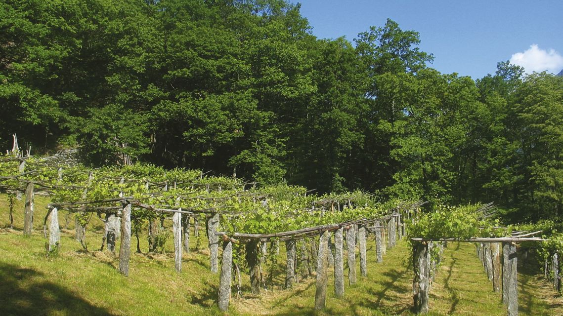 Sentieri-Viticoli-Vigneti-Lodano-2361-TW-Slideshow.jpg