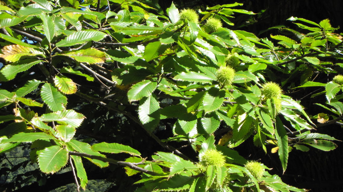 albero-del-Castagno-Castagne-9388-TW-Slideshow.jpg