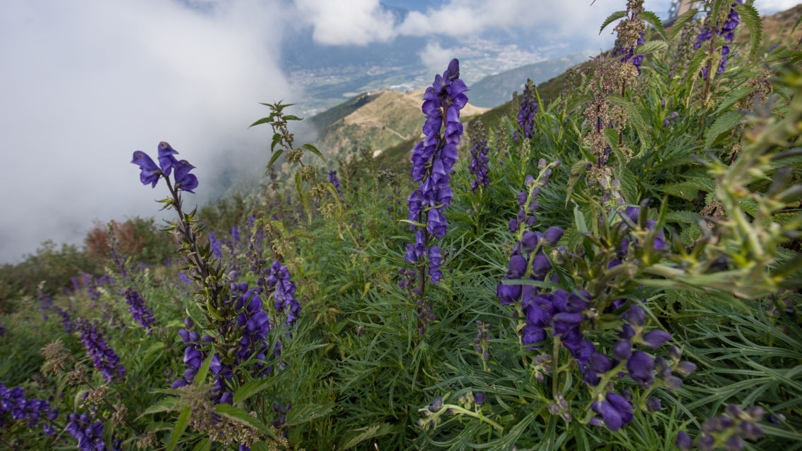 flora-alpina-19453-TW-Slideshow.jpg