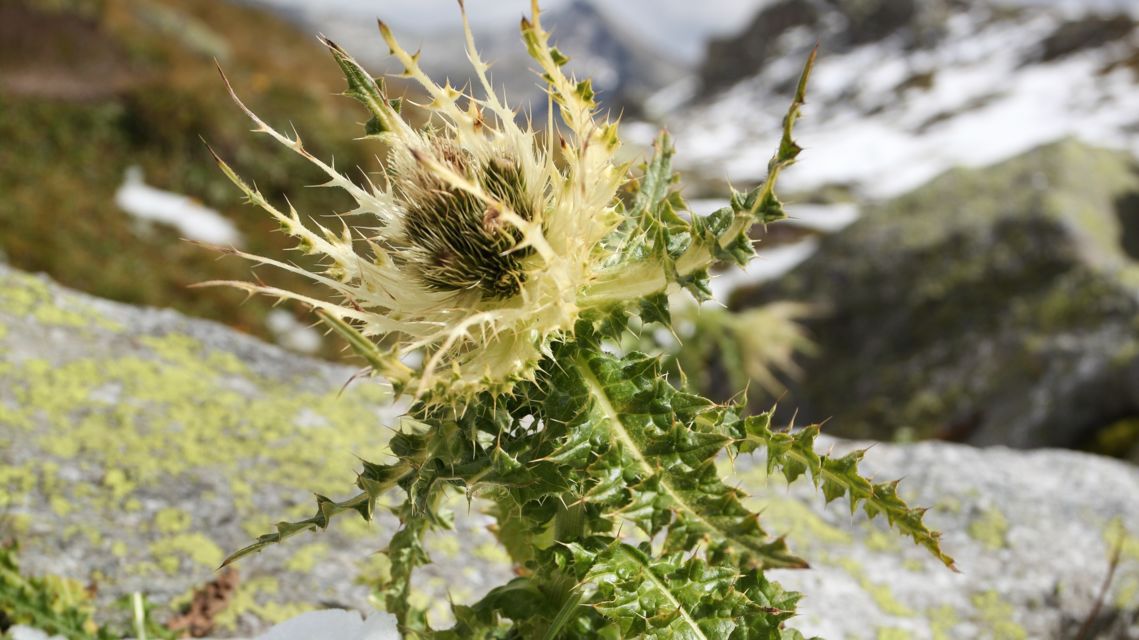 flora-alpina-34122-TW-Slideshow.jpg