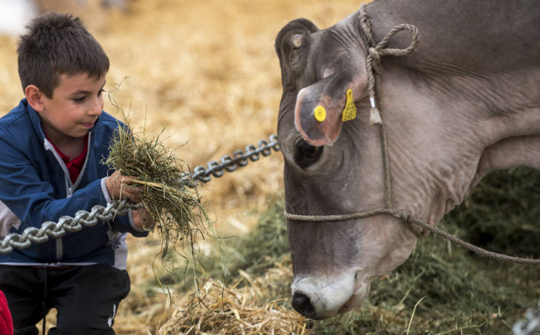 In Ambrì einen Tag lang Landwirtschaft erleben