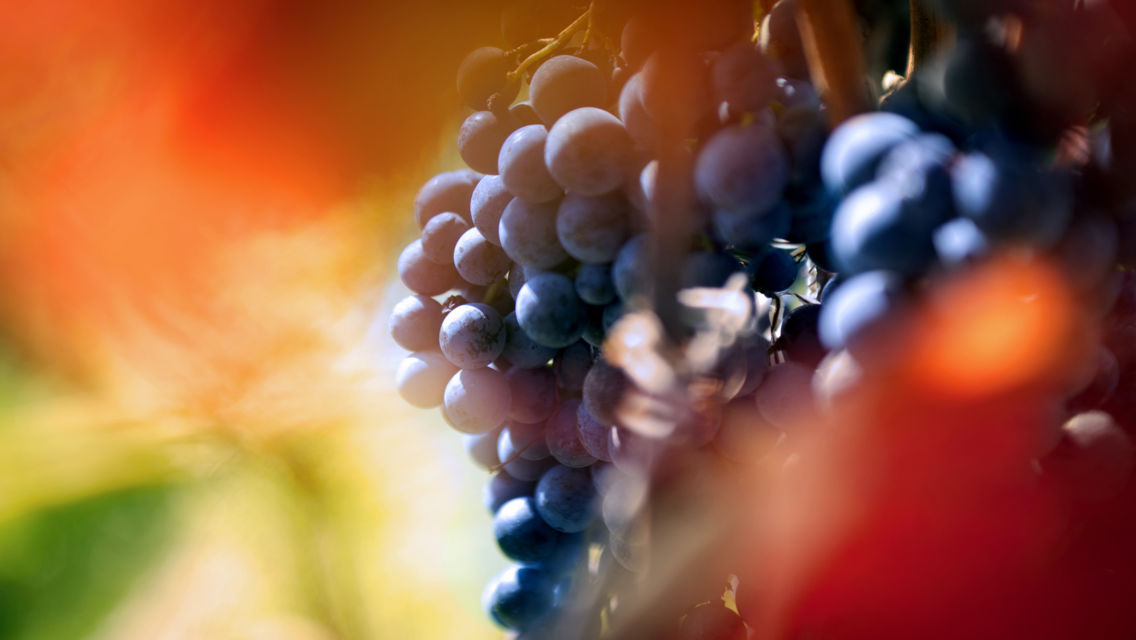 vendemmia-36425-TW-Slideshow.jpg