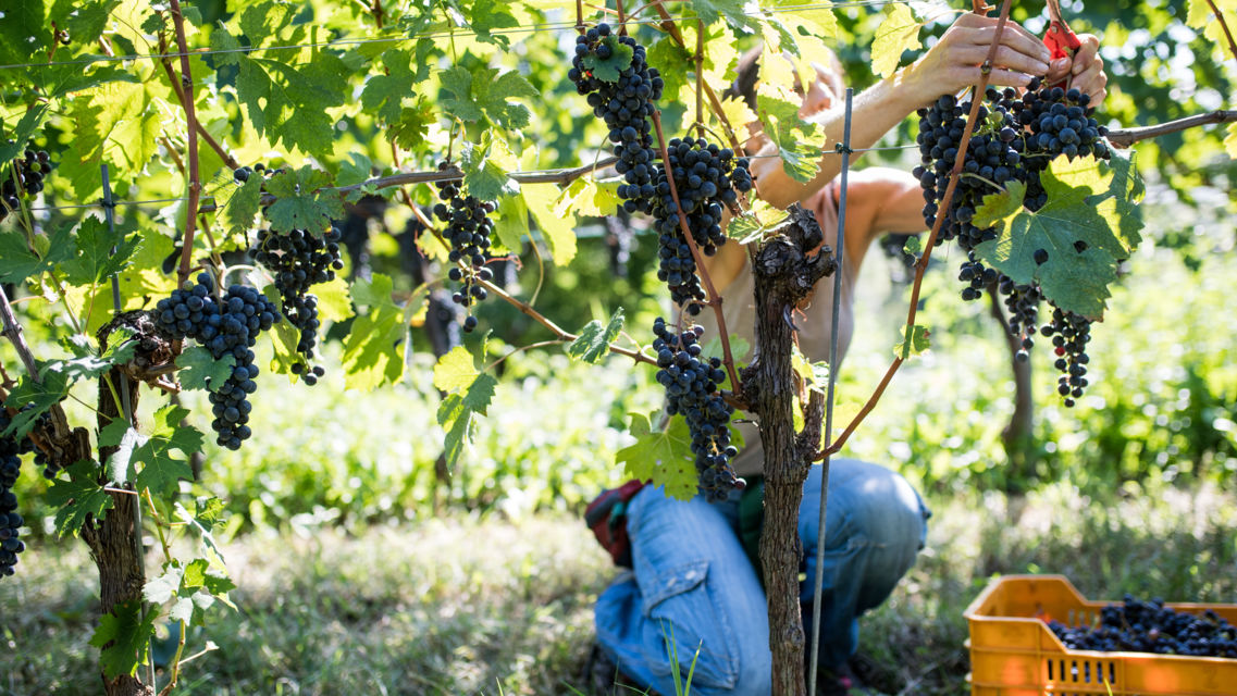 vendemmia-Mezzana-36422-TW-Slideshow.jpg