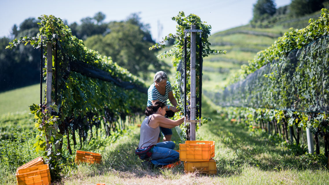 vendemmia-Mezzana-36424-TW-Slideshow.jpg