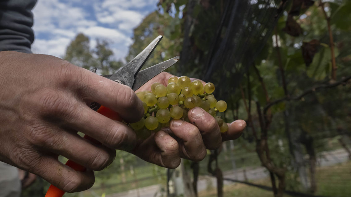 vendemmia-Moncucchetto-36428-TW-Slideshow.jpg