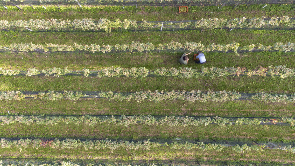 vendemmia-Moncucchetto-36429-TW-Slideshow.jpg
