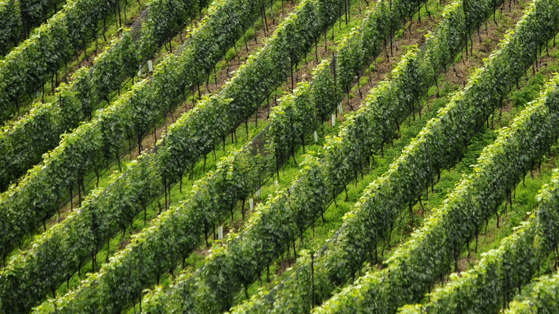 vigneto-in-collina-36634-TW-Slideshow.jpg